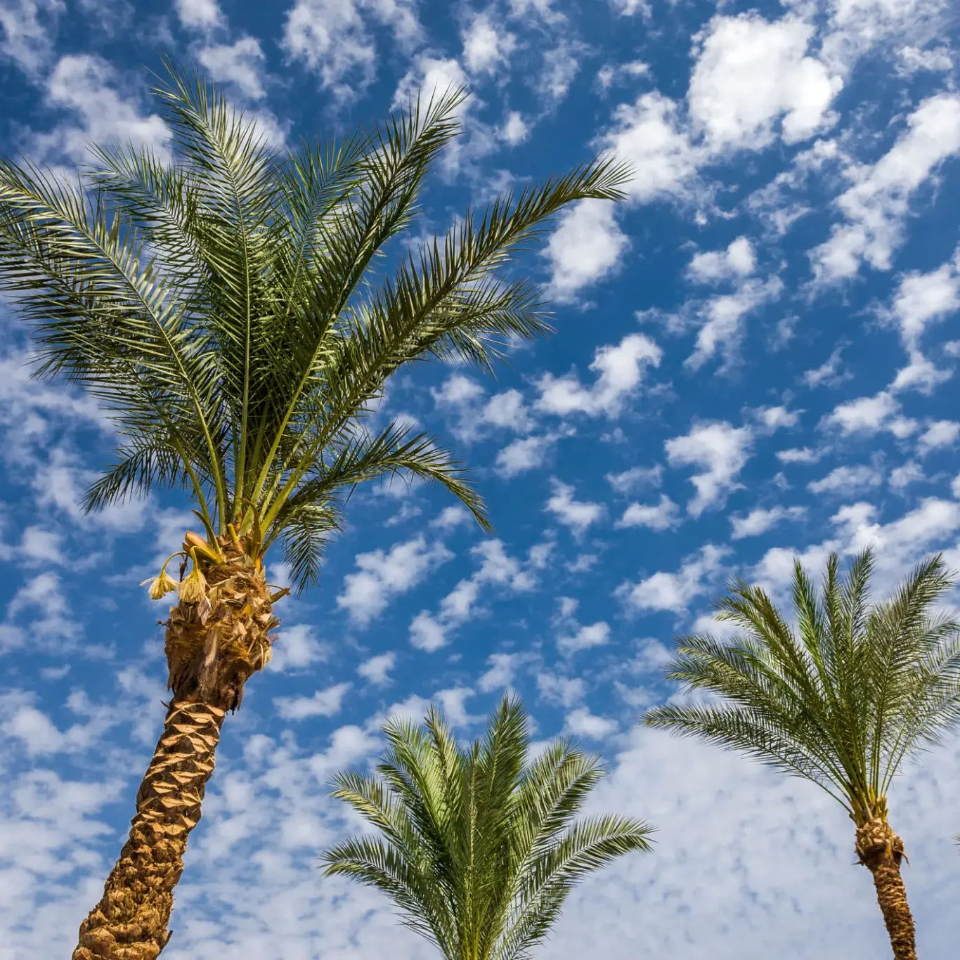 Tall palm trees reaching up to a partly cloudy blue sky.